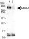 ATP Binding Cassette Subfamily A Member 1 antibody, ab7360, Abcam, Western Blot image 