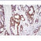 High Mobility Group Box 1 antibody, MBS200116, MyBioSource, Immunohistochemistry frozen image 