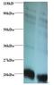 Ribosomal Protein L36a Like antibody, LS-C210871, Lifespan Biosciences, Western Blot image 