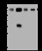 Calpain-1 catalytic subunit antibody, 203937-T44, Sino Biological, Western Blot image 