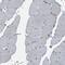 Tectonic Family Member 1 antibody, PA5-58883, Invitrogen Antibodies, Immunohistochemistry frozen image 