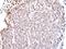 TEA Domain Transcription Factor 4 antibody, LS-C186024, Lifespan Biosciences, Immunohistochemistry paraffin image 