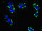 Transmembrane Protein 95 antibody, LS-C394888, Lifespan Biosciences, Immunofluorescence image 