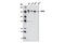 SIN3 Transcription Regulator Family Member A antibody, 8056S, Cell Signaling Technology, Western Blot image 