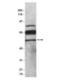 Serpin Family F Member 1 antibody, NB600-1493, Novus Biologicals, Western Blot image 