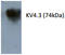 Potassium Voltage-Gated Channel Subfamily D Member 3 antibody, AP26427AF-L, Origene, Western Blot image 