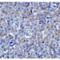 Lymphocyte Activating 3 antibody, LS-C669034, Lifespan Biosciences, Immunohistochemistry frozen image 