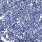 Spermatogenesis Associated 18 antibody, PA5-57849, Invitrogen Antibodies, Immunohistochemistry frozen image 