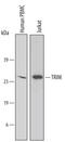 T-cell receptor-associated transmembrane adapter 1 antibody, AF4708, R&D Systems, Western Blot image 