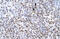 Zinc Finger Protein 500 antibody, 27-417, ProSci, Immunohistochemistry frozen image 