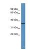 Deoxyribonuclease 1 Like 2 antibody, NBP1-91429, Novus Biologicals, Western Blot image 