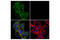 Insulin Receptor antibody, 23413S, Cell Signaling Technology, Immunocytochemistry image 