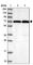 RAN Binding Protein 3 antibody, HPA043389, Atlas Antibodies, Western Blot image 