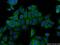 TPD52 Like 1 antibody, 14732-1-AP, Proteintech Group, Immunofluorescence image 