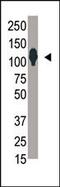 Sentrin-specific protease 6 antibody, PA5-11337, Invitrogen Antibodies, Western Blot image 