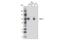 Glutamate Ionotropic Receptor AMPA Type Subunit 4 antibody, 8070S, Cell Signaling Technology, Western Blot image 