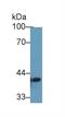 Transmembrane Protein 173 antibody, MBS2002214, MyBioSource, Western Blot image 