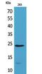 Interleukin-24 antibody, A03793-1, Boster Biological Technology, Western Blot image 