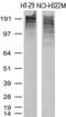 KI-67 antibody, UM800033, Origene, Western Blot image 