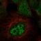 TRNA-YW Synthesizing Protein 1 Homolog B antibody, PA5-61415, Invitrogen Antibodies, Immunofluorescence image 