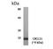 C-X-C Motif Chemokine Ligand 11 antibody, NBP2-12219, Novus Biologicals, Western Blot image 