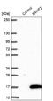 Barrier To Autointegration Factor 2 antibody, NBP1-88718, Novus Biologicals, Western Blot image 