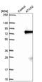 ACOX2 antibody, HPA064845, Atlas Antibodies, Western Blot image 