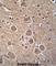 Tumor Protein P53 Inducible Nuclear Protein 1 antibody, abx026416, Abbexa, Western Blot image 
