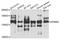Lysine Demethylase 6A antibody, A01286, Boster Biological Technology, Western Blot image 