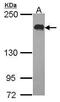 Ubiquitin Specific Peptidase 47 antibody, PA5-21732, Invitrogen Antibodies, Western Blot image 