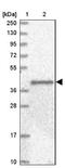 Angiopoietin-related protein 3 antibody, NBP1-89087, Novus Biologicals, Western Blot image 