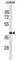 Phosphatidylinositol Specific Phospholipase C X Domain Containing 1 antibody, abx030250, Abbexa, Western Blot image 