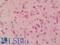 Phospholipase B Domain Containing 2 antibody, LS-B11903, Lifespan Biosciences, Immunohistochemistry paraffin image 