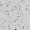 GM2/GD2 synthase antibody, NBP1-88663, Novus Biologicals, Immunohistochemistry frozen image 