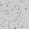 Beta-1,4-N-Acetyl-Galactosaminyltransferase 1 antibody, NBP1-88663, Novus Biologicals, Immunohistochemistry frozen image 