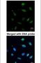 Minichromosome Maintenance Complex Component 7 antibody, PA5-22104, Invitrogen Antibodies, Immunofluorescence image 