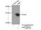 Superoxide Dismutase 3 antibody, 14316-1-AP, Proteintech Group, Immunoprecipitation image 