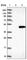 G Protein Subunit Alpha Z antibody, HPA003011, Atlas Antibodies, Western Blot image 