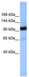 COPB antibody, TA340185, Origene, Western Blot image 