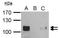 Sp1 Transcription Factor antibody, NBP2-20460, Novus Biologicals, Immunoprecipitation image 