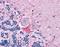 Deoxyribonuclease 1 antibody, LS-B4846, Lifespan Biosciences, Immunohistochemistry frozen image 