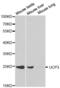 Uncoupling Protein 3 antibody, abx001290, Abbexa, Western Blot image 