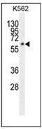 Family With Sequence Similarity 155 Member A antibody, AP51542PU-N, Origene, Western Blot image 