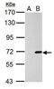 Cre Recombinase antibody, GTX127270, GeneTex, Western Blot image 