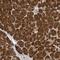 TGF-Beta Activated Kinase 1 (MAP3K7) Binding Protein 3 antibody, PA5-57101, Invitrogen Antibodies, Immunohistochemistry frozen image 