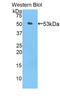 Angiopoietin-related protein 3 antibody, LS-C292822, Lifespan Biosciences, Western Blot image 