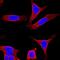 Keratin 8 antibody, MAB3165, R&D Systems, Immunofluorescence image 