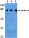X-Ray Repair Cross Complementing 5 antibody, A01275S462, Boster Biological Technology, Western Blot image 