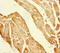 Peptidylprolyl Isomerase F antibody, LS-C676292, Lifespan Biosciences, Immunohistochemistry paraffin image 