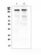 Thrombospondin 2 antibody, A03253-1, Boster Biological Technology, Western Blot image 